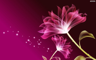 Pink flower green stem purple 2 - a green stem free wallpaper
