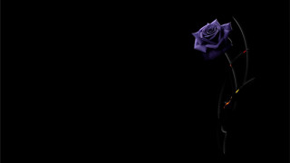Purple rose dark black background 2 - single free wallpaper
