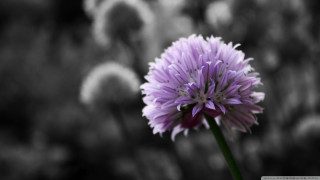 Purple flower blurry background black - photo of a flower free wallpaper