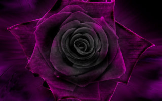 Purple rose black center gothic - a purple rose free wallpaper