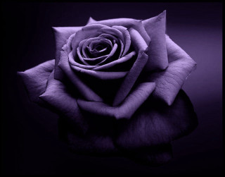 Purple rose black white reflection - a purple rose free wallpaper