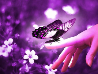 Hand holding purple butterfly flower - a hand holding free wallpaper