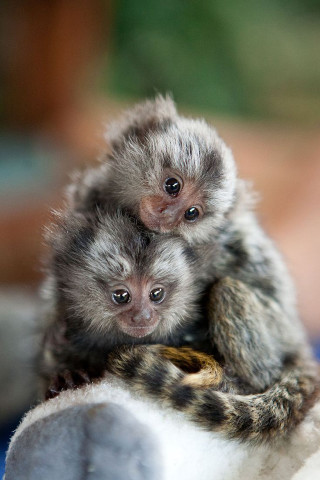 Two small monkeys white object - free animals wallpaper for mobile