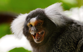 Monkey mouth open teeth wide - tooth wide open free wallpaper