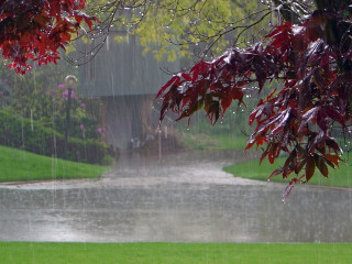 Rain soaked street red tree - a green field free wallpaper