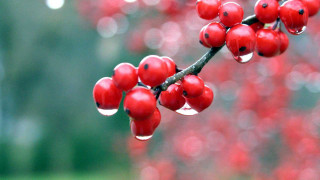 Branch red berries water drops - red berry free wallpaper