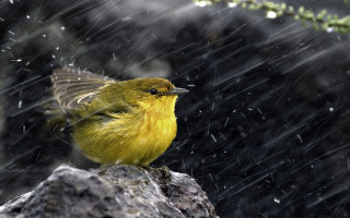 Yellow bird rock rain pine 2 - a yellow bird free wallpaper
