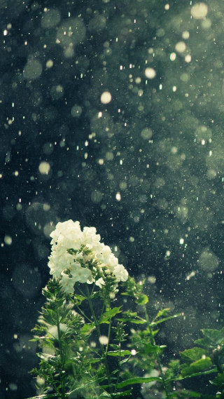 White flower snow dark background - free rain wallpaper for mobile