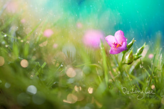 Pink flower grass water droplets - free 3d render wallpaper