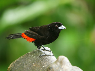 Black bird orange feathers rock - the background and a blurry background free wallpaper
