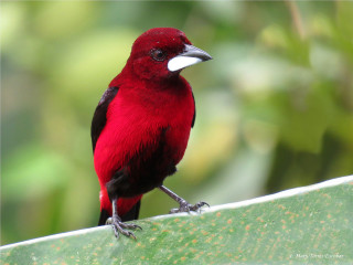 Red bird white beak green - bourgeoi free wallpaper for desktop