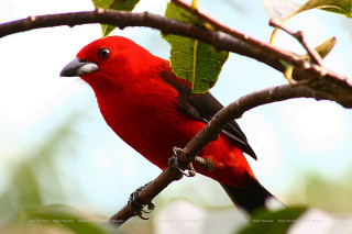 Red bird perched branch tree - a red bird free wallpaper for desktop