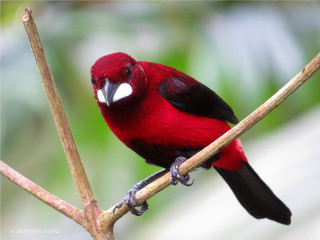 Red bird white beak branch - abidin dino free wallpaper