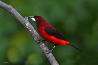 Red black bird perched branch - an illustration of free wallpaper