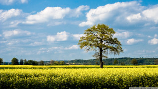 Lone tree yellow flower blue 2 - under a blue sky free wallpaper