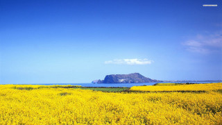 Yellow flowers mountain water rock - yellow flower free wallpaper
