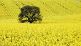 Lone tree yellow flowers car - a hill in the background free wallpaper