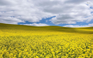 Yellow flowers cloudy sky blue 2 - a few cloud free wallpaper for desktop