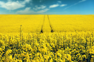 Yellow flowers blue sky field - yellow flower free wallpaper