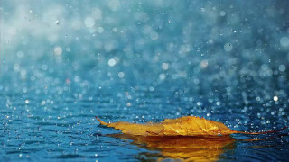 Leaf floating rain water blue - a blue sky background free wallpaper