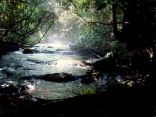 Stream forest trees rocks water - volumetric light free wallpaper for desktop
