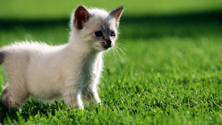 Small white kitten walking lush 2 - a lush green field of grass free wallpaper for desktop
