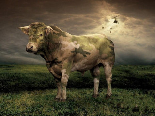 Cow field helicopter flying sky - a cow free wallpaper