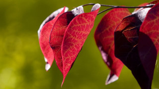 Red leaf hanging macro blurry - a red leaf free wallpaper