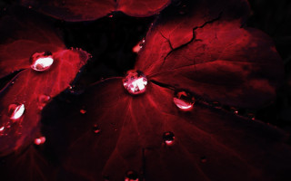 Red leaf water droplets background - a red leaf free wallpaper for desktop