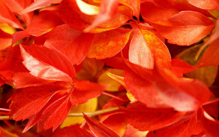 Red leaves autumn flame maple - a yellow center free wallpaper