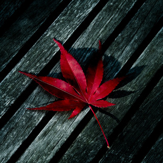 Red leaf wooden bench black - free autumn wallpaper for tablet