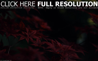 Red plant black background click - eishōsai chōki free wallpaper