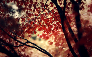 Red leaves fall tree blurry - the fall season free wallpaper