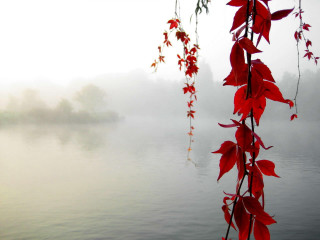 Red vine water fog boat 2 - chen yifei free wallpaper