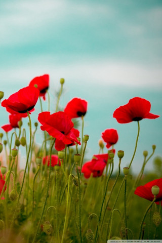 Red flowers field sky background - a sky background in the background free wallpaper for mobile