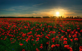 Red flowers sunset blue sky - red flower free wallpaper for desktop