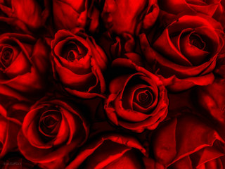 Red roses bouquet black border - the edge free wallpaper