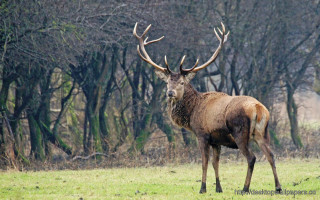 Deer large antlers field grass - edwin landseer free wallpaper