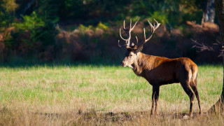 Deer field tree antlers forest - a deer free wallpaper