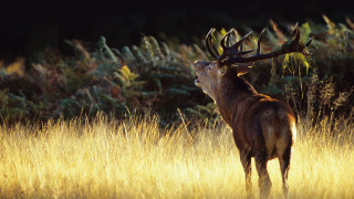 Deer standing field tall grass - edwin landseer free wallpaper