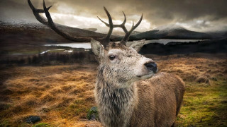 Deer antlers field mountains cloudy - alexander johnston free wallpaper