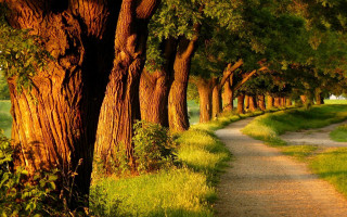 Dirt road trees grass path - a dirt path free wallpaper
