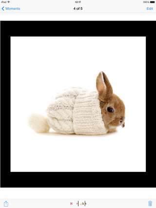 Small rabbit sweater sitting ground - conceptual art free wallpaper for mobile
