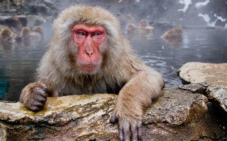 Monkey sitting rock hot spring - a foggy sky free wallpaper