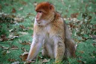Monkey sitting ground field grass - a monkey free wallpaper