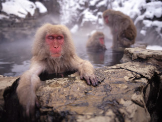 Monkeys hot spring snow mountain - the ground behind them free wallpaper for desktop