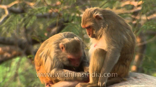 Two monkeys sitting on rock - the others face free wallpaper for desktop