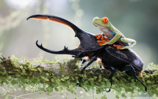 Frog riding black beetle tree - a frog free wallpaper