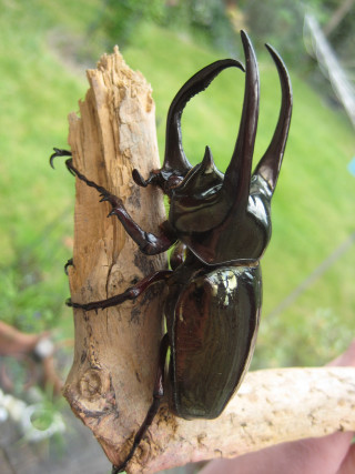 Beetle tree branch person background - free nature wallpaper for mobile