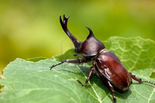 Beetle leaf closeup blurry background - a blurry background of leaves and grass free wallpaper